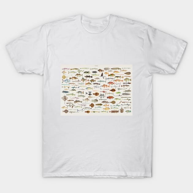 Fish Chart T-Shirt by bluespecsstudio